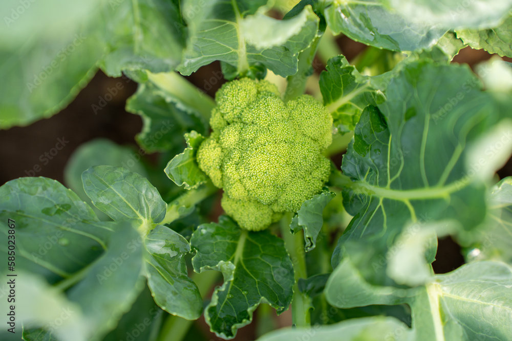 Vegetables Organic farm for background ,Organic fresh harvested vegetables; Field of cultivation far