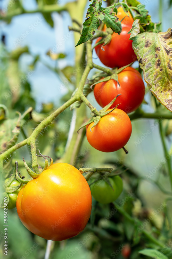 Red Tomatoes. Beautiful red ripe Tomatoes grown in a greenhouse. Gardening tomato photograph with co