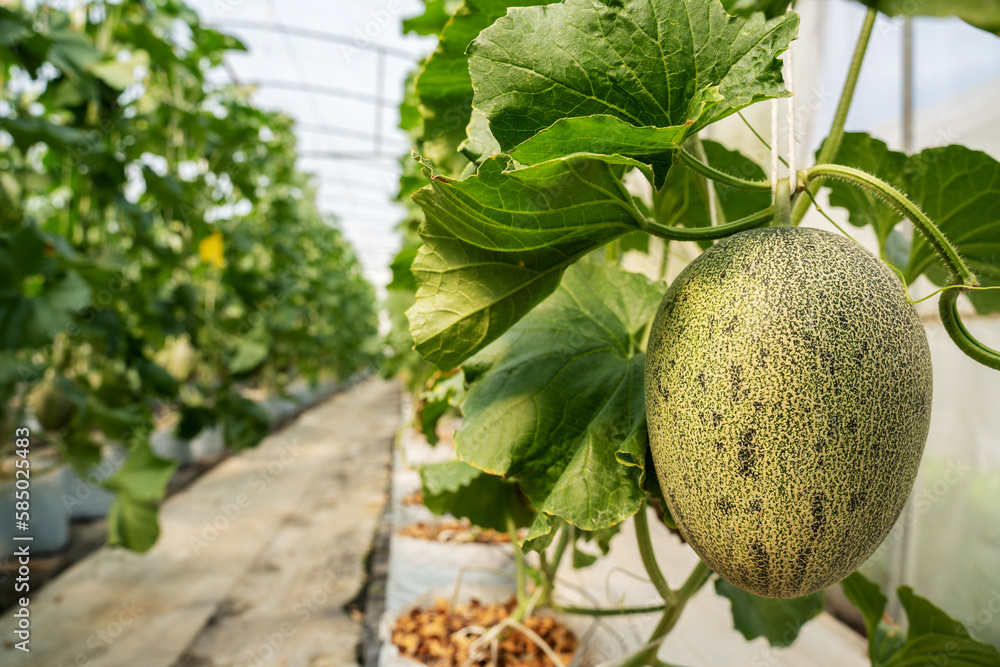 green orgranic melons fruit or cantaloupe in melons farm plant green house.