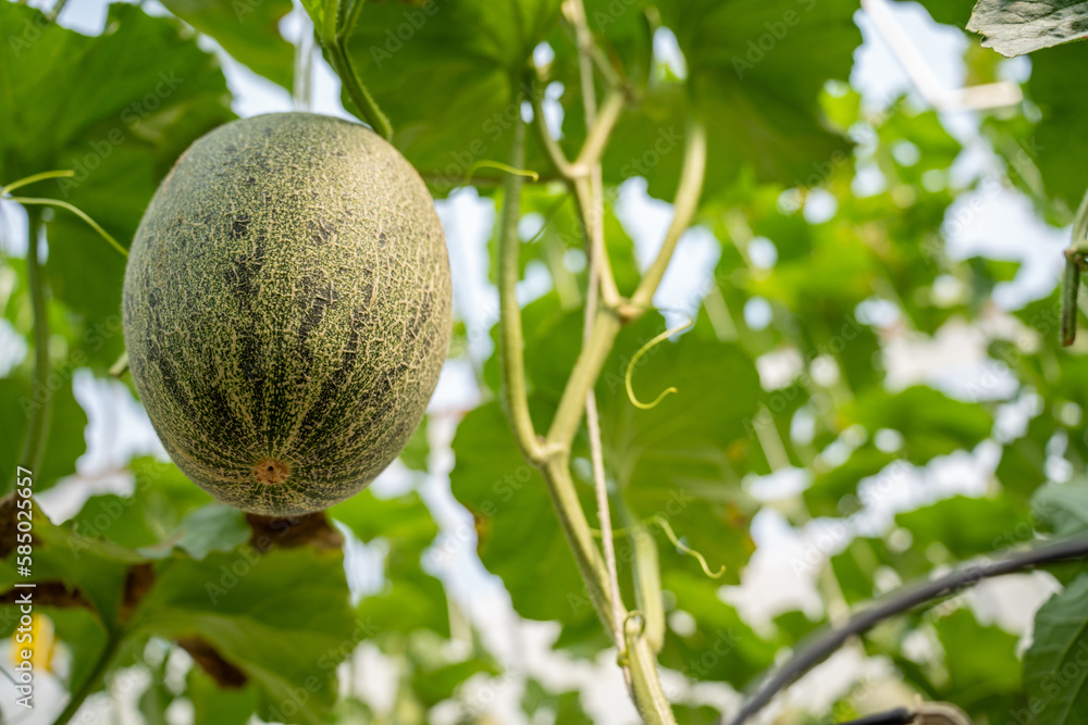 green orgranic melons fruit or cantaloupe in melons farm plant green house.