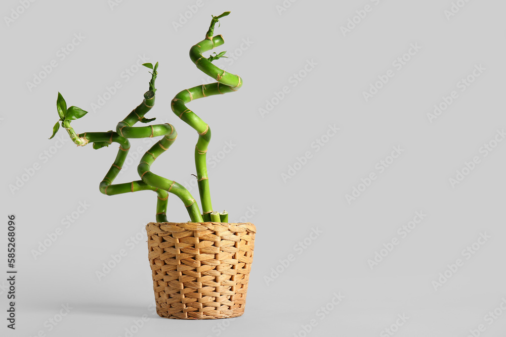 Pot with bamboo plant on grey background