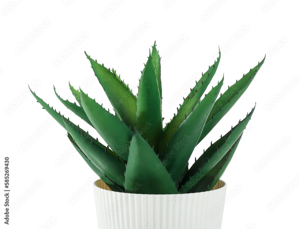 Artificial aloe on white background, closeup