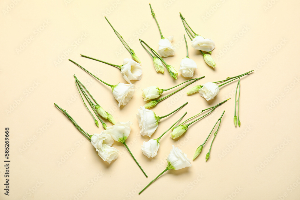 Composition with white eustoma flowers on color background