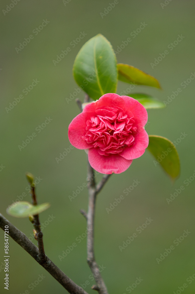 Red-pink camellia flower on a green tree in spring.