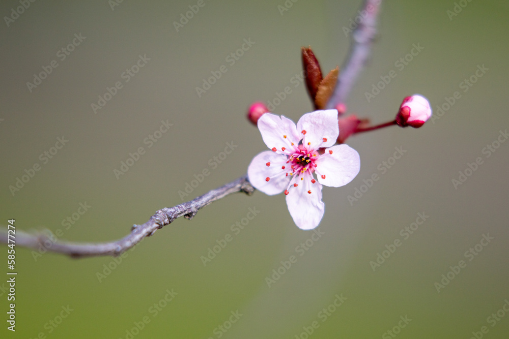 White flowers of wild cherry close-up.