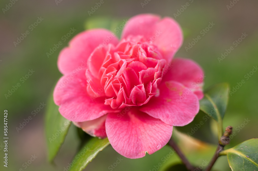 Red-pink camellia flower on a green tree in spring.