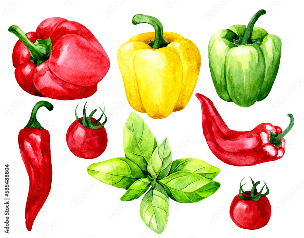 watercolor drawing. set of vegetables and culinary herbs. basil, bell pepper, chili pepper, tomatoes