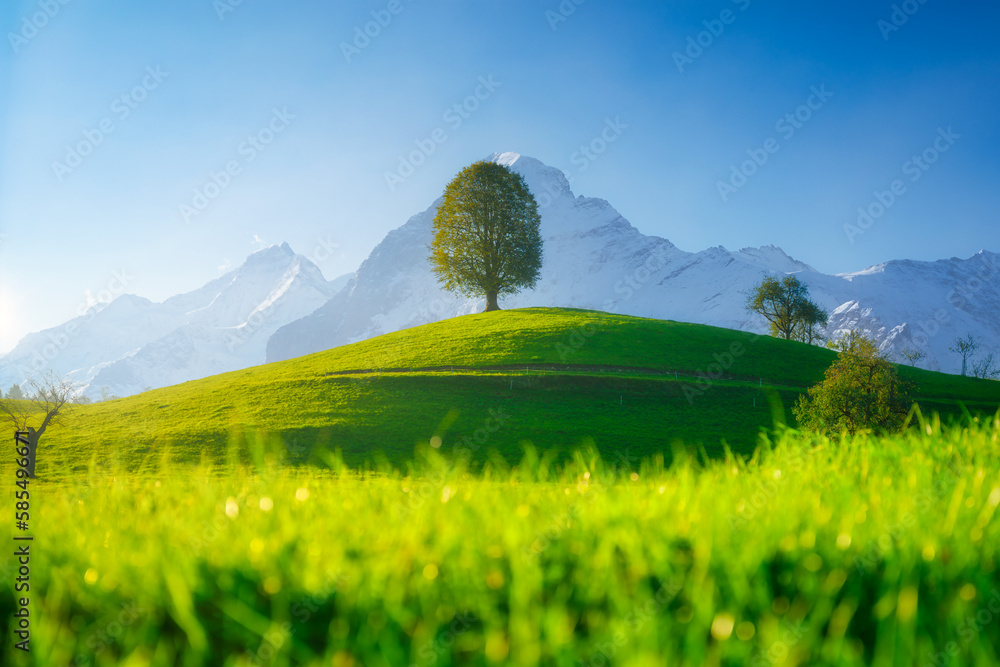 Fields and meadows. Mountain landscape. Dark sky. Natural landscape in summer time. Tree on top of t