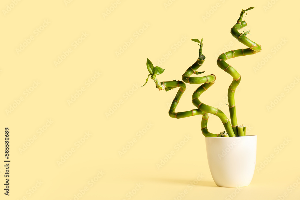 Pot with bamboo plant on beige background