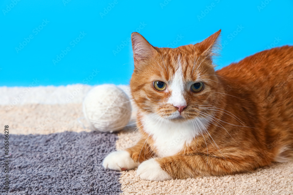 Funny red cat with ball of thread lying on carpet