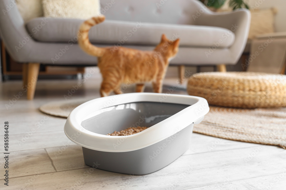 Litter box for cat on floor in room