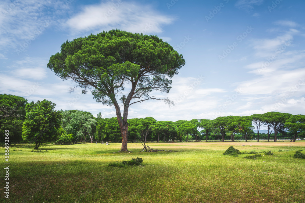 Stone pine tree in San Rossore park. Pisa, Tuscany, Italy