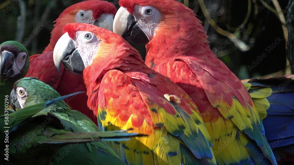 Group of Ara parrots, Red parrot Scarlet Macaw, Ara macao