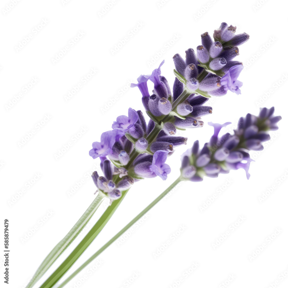 Lavender flower isolated. Illustration AI Generative.