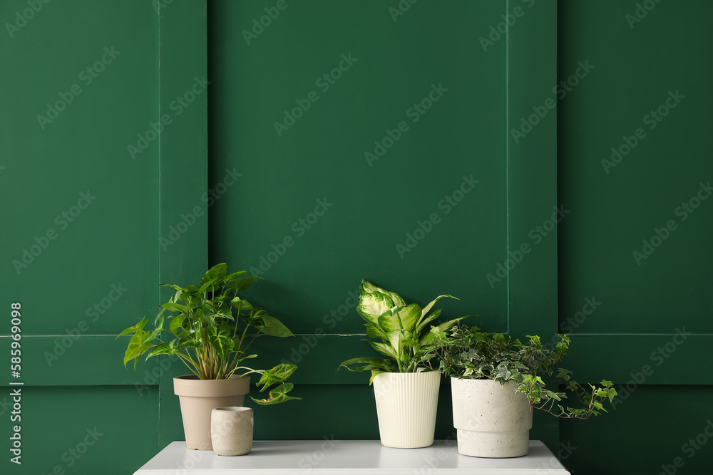 Potted houseplants on table near green wall