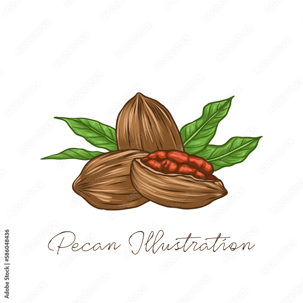 Pecan Nuts with Leaves Hand Drawn Illustration and Vector Stock