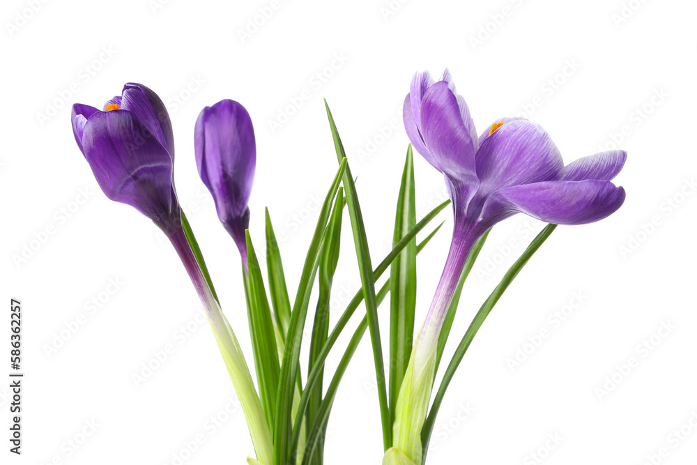 Beautiful crocus flowers isolated on white background