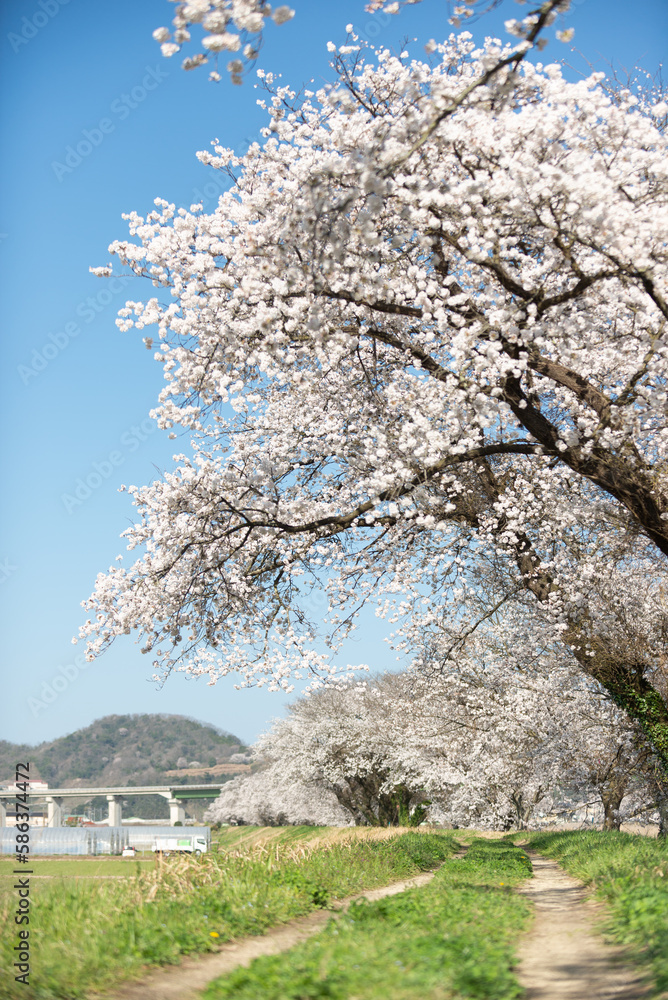 満開の桜