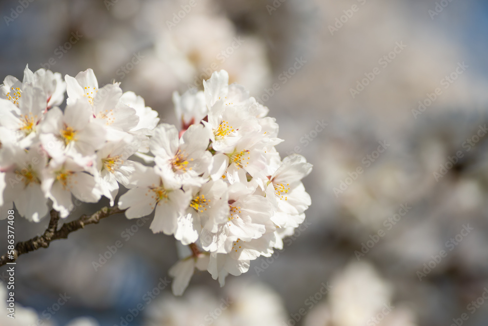 満開の桜