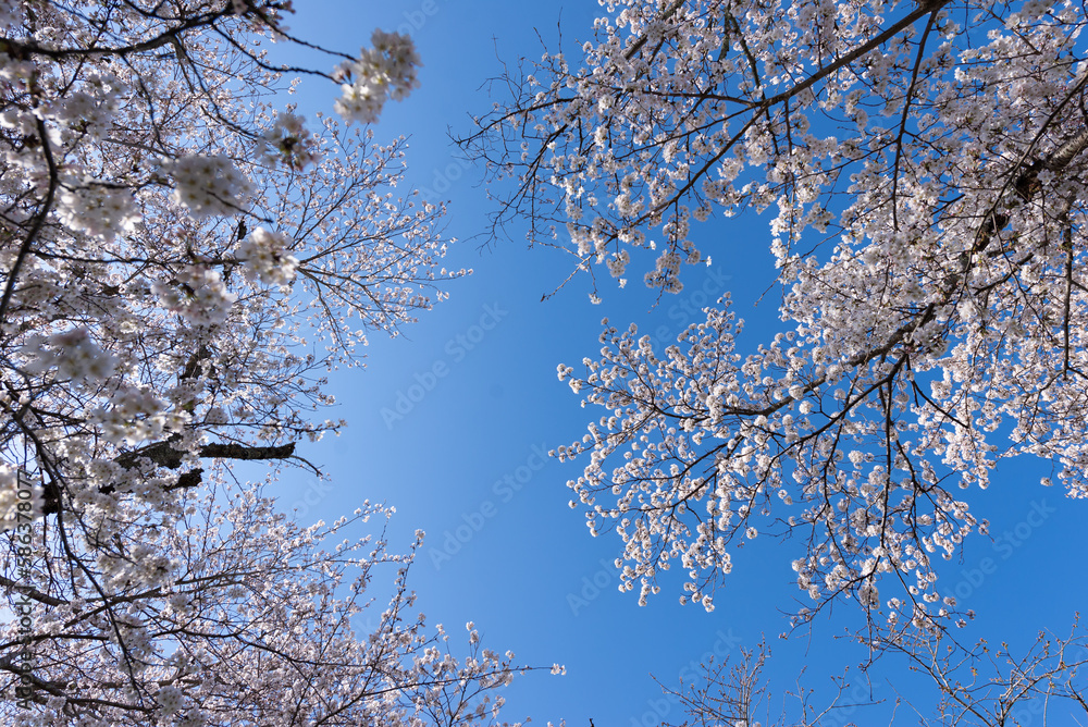 満開の桜