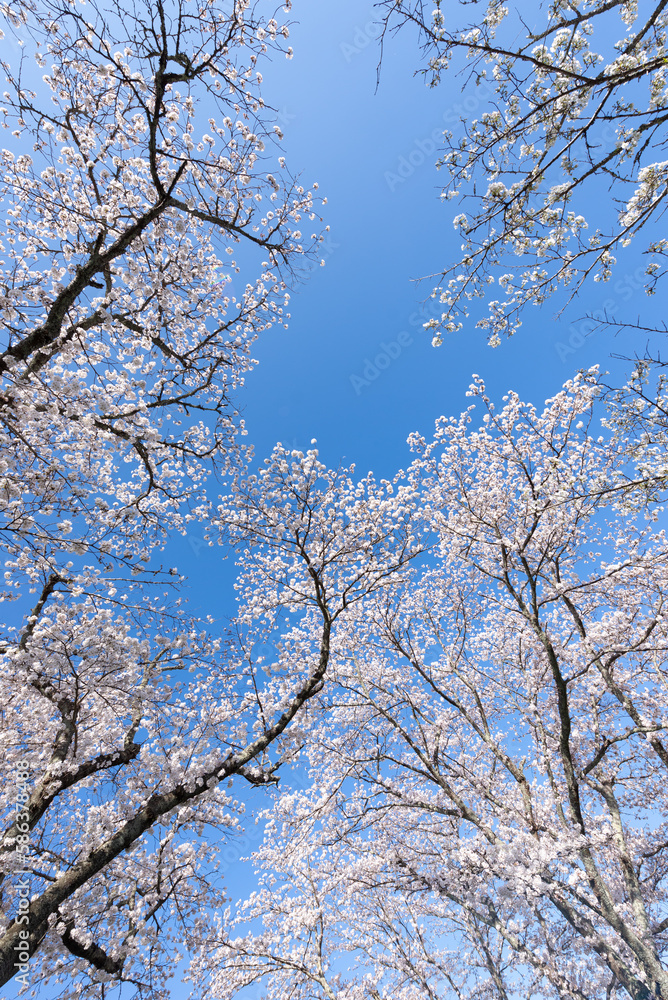 満開の桜