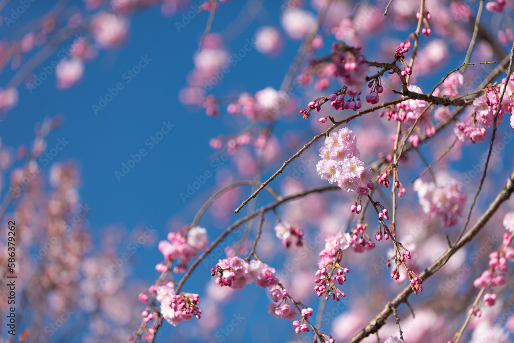 満開の桜