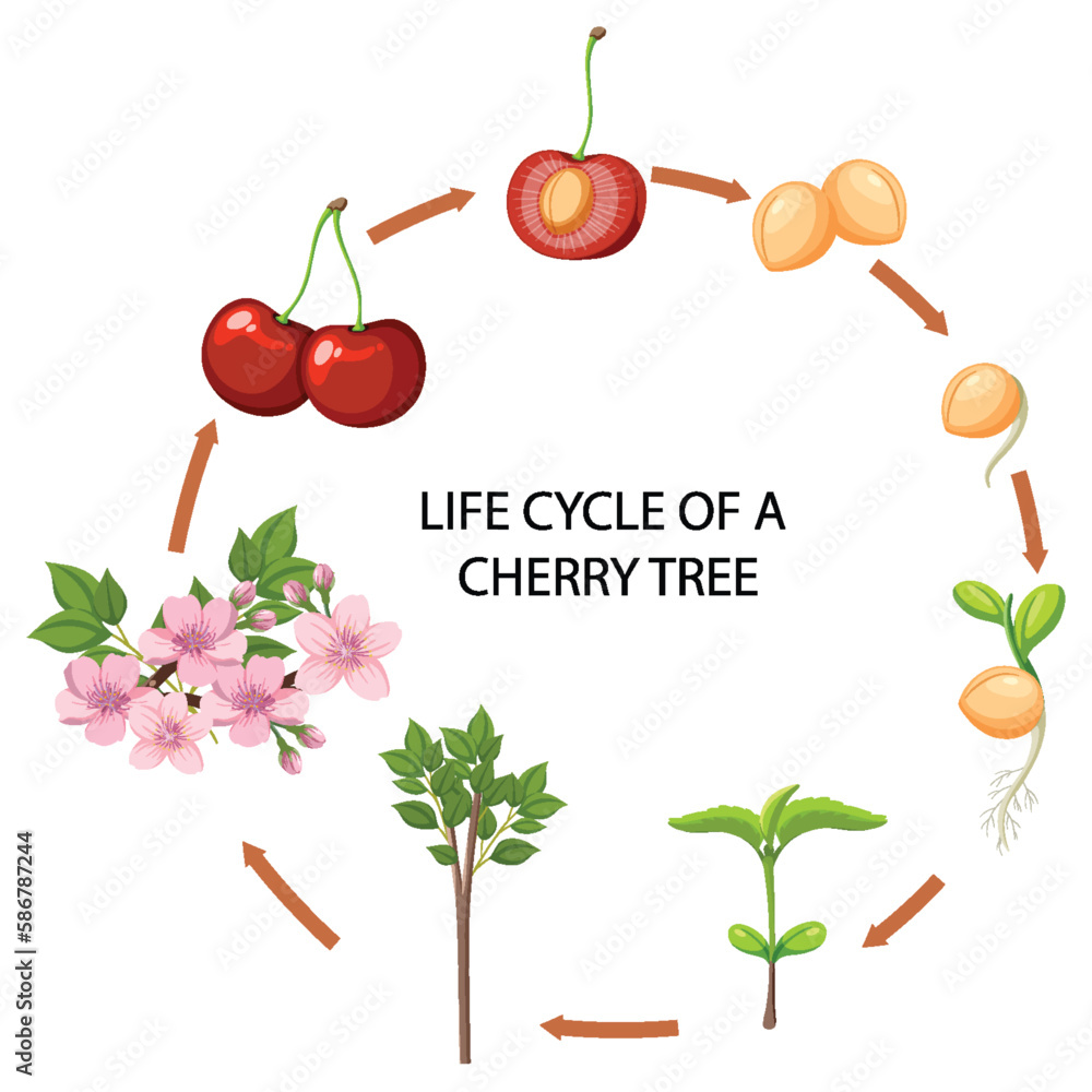 Life Cycle of a Cherry Tree