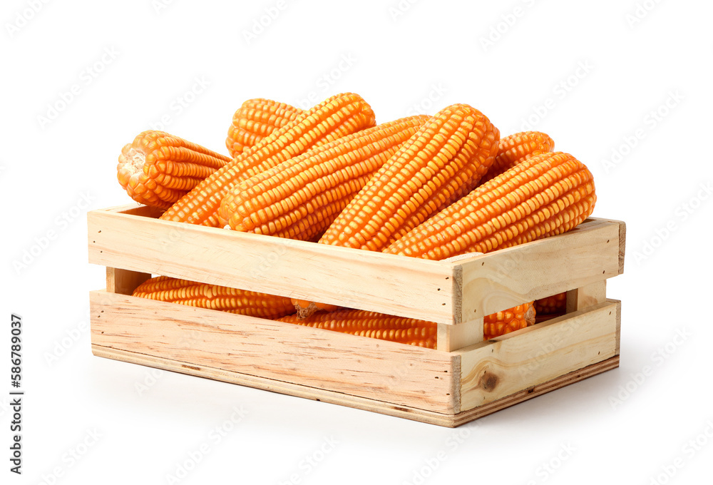 Dried corn cob in wooden crate isolated on white background. Clipping path.