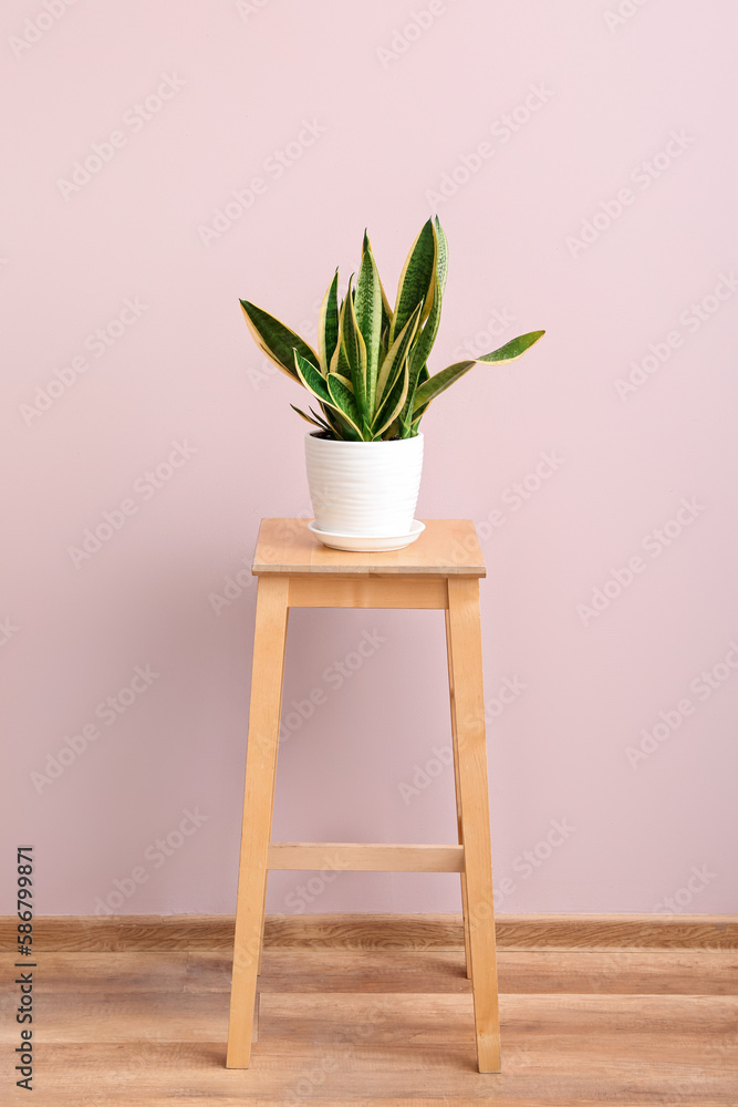 Green houseplant on stool near pink wall in room