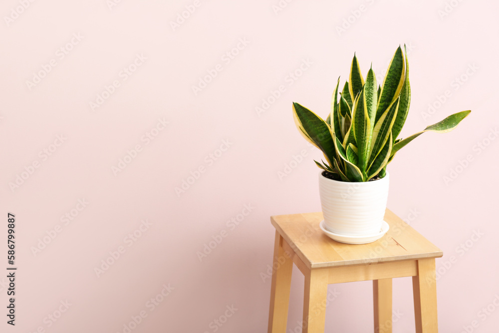 Green houseplant on stool near pink wall