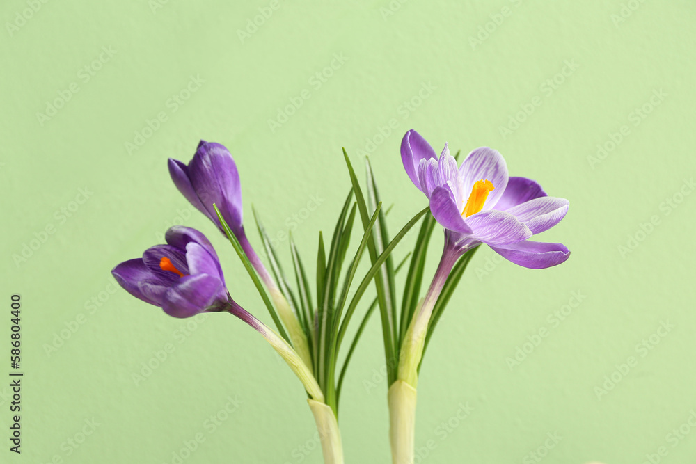 Beautiful crocus flowers on green background, closeup