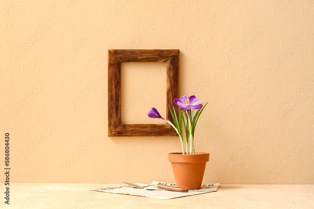 Pot with beautiful crocus flowers on table near beige wall