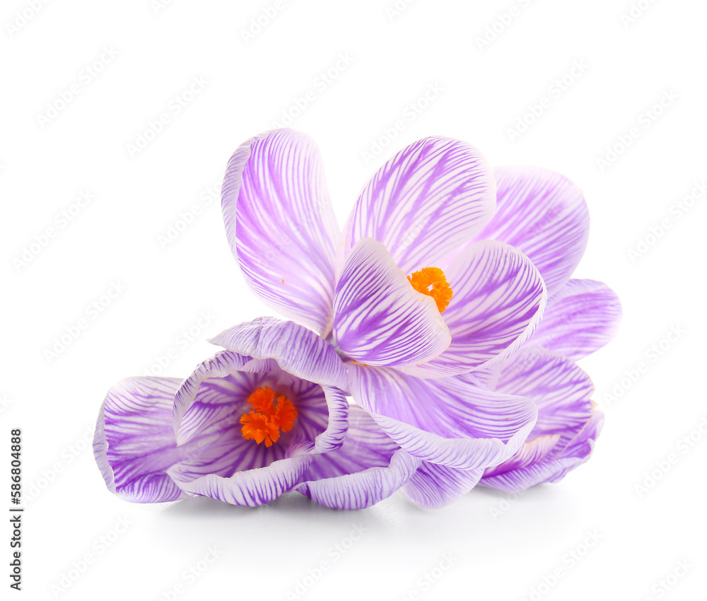 Beautiful Saffron flowers isolated on white background