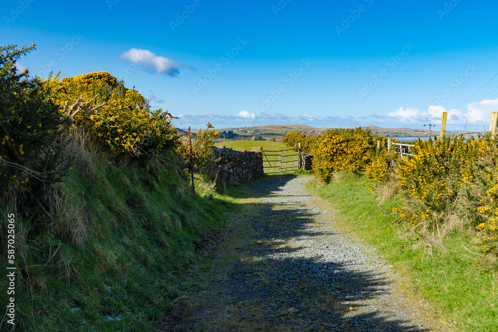 Wildflower Gorse. Irish wild  flowers of Ireland. 