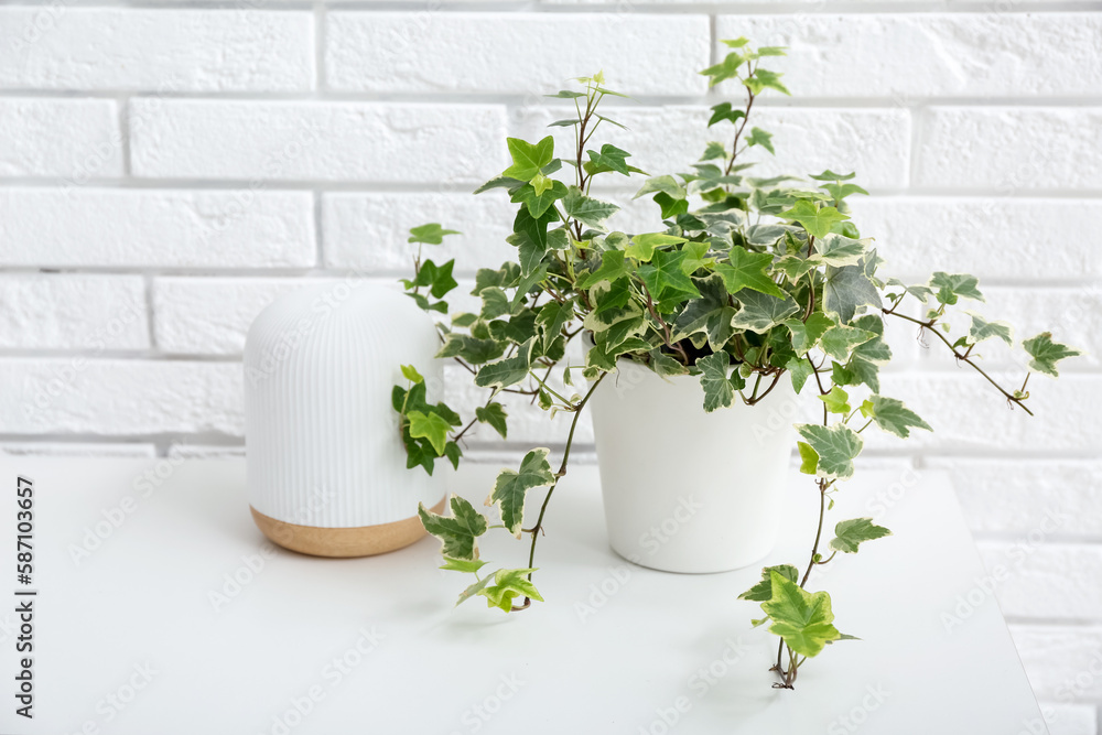 Green houseplant and lamp on table near white brick wall