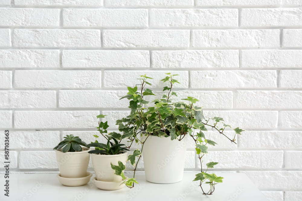 Green houseplants on table near white brick wall