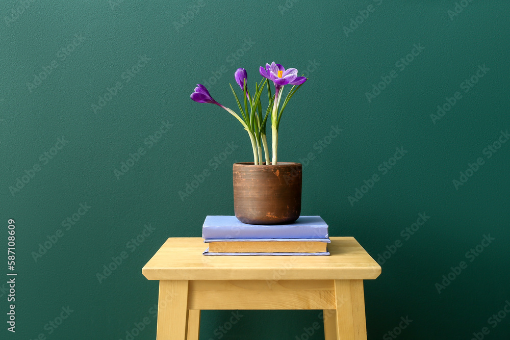 Pot with beautiful crocus flowers on stool and books near green wall