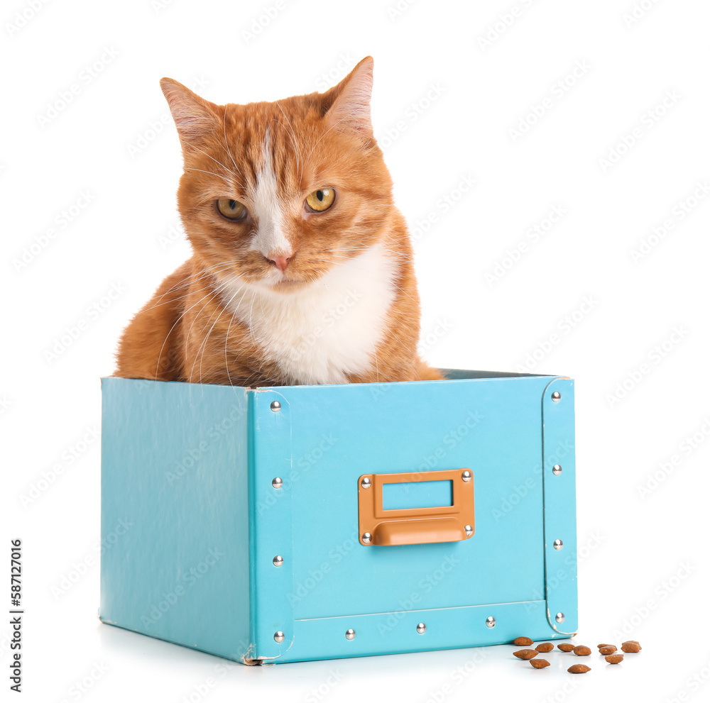 Funny cat in blue box on white background