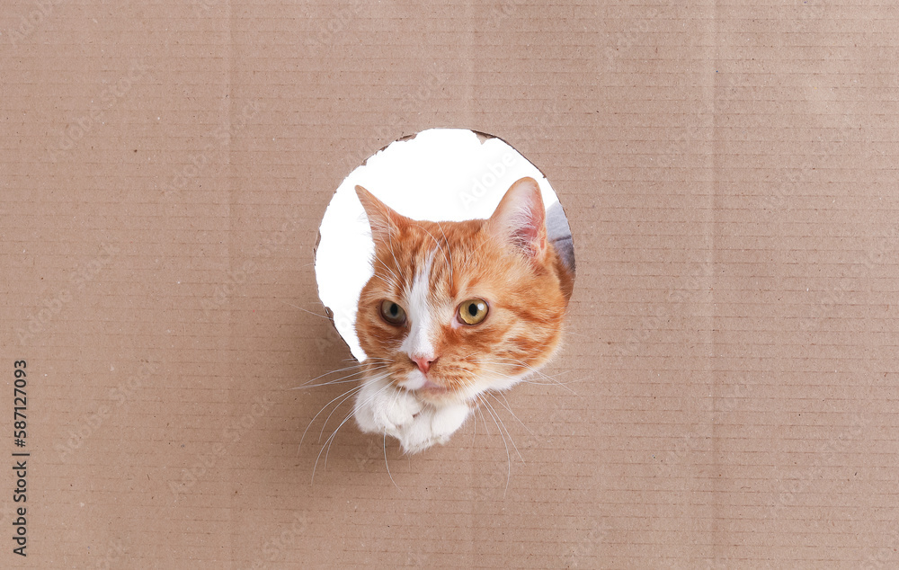 Funny cat visible through hole in cardboard paper