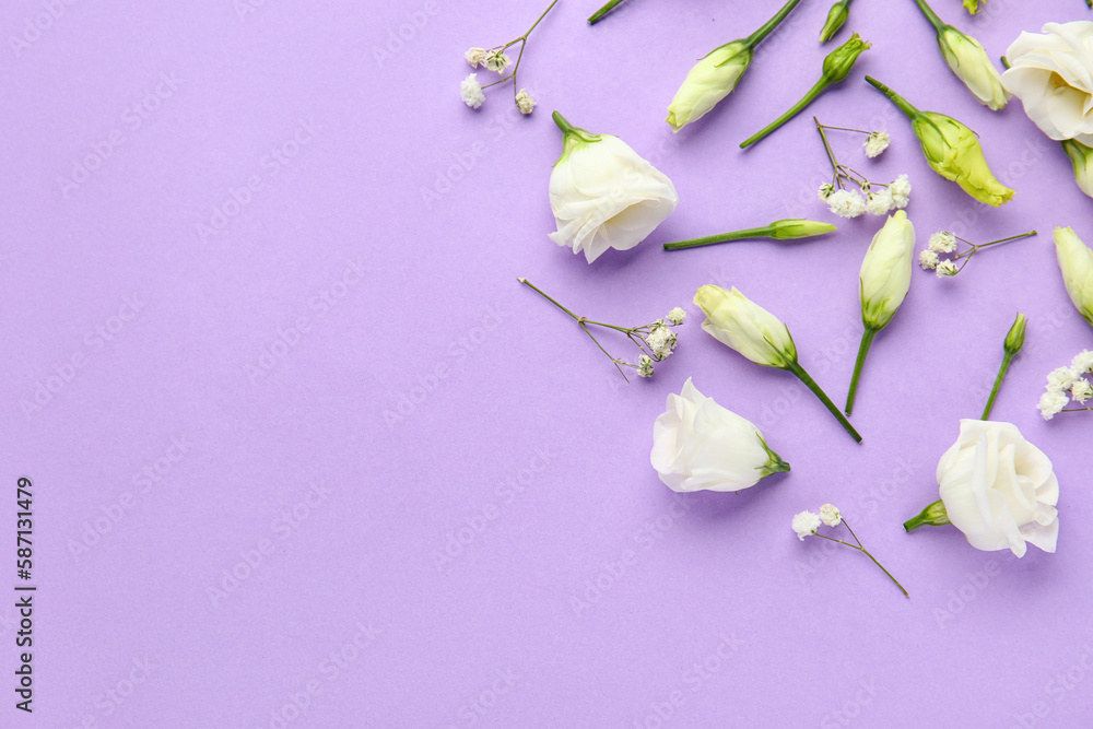 Composition with beautiful eustoma and gypsophila flowers on lilac background