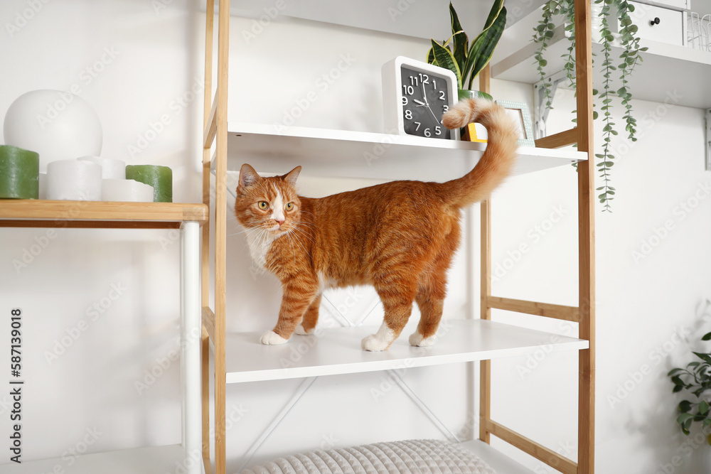 Funny curious red cat on shelf unit at home