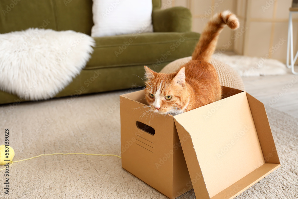 Funny red cat sitting in cardboard box at home