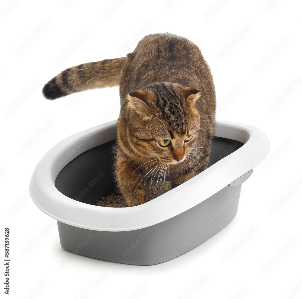 Cat in litter box on white background