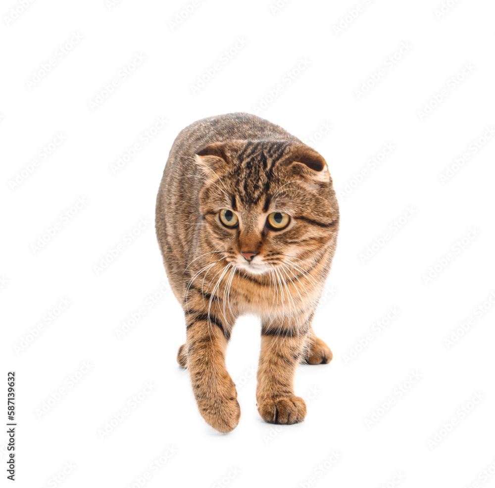 Striped Scottish fold cat on white background