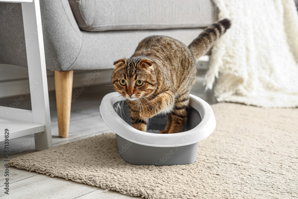 Funny cat in litter box at home