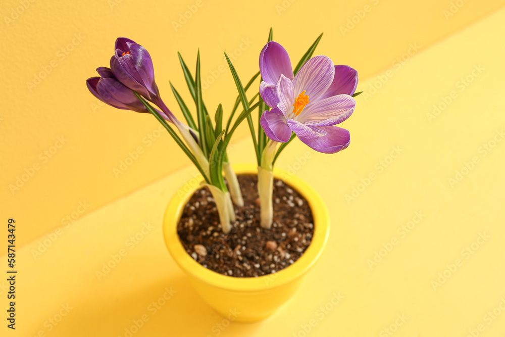 Pot with beautiful crocus flowers on table near yellow wall