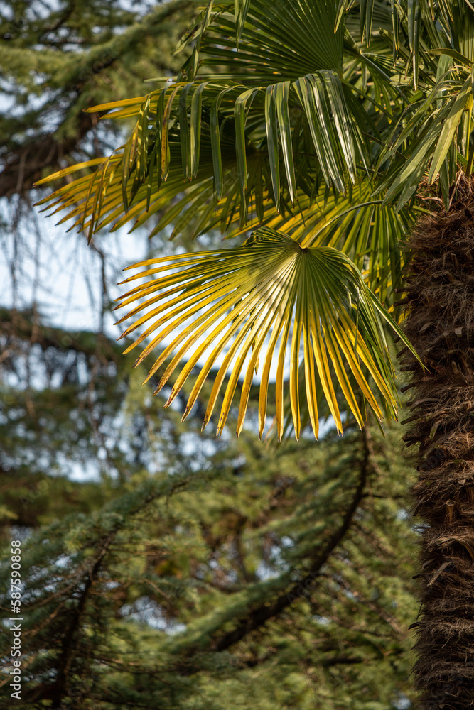 Green palm leaves against the blue sky, tropical paradise background.