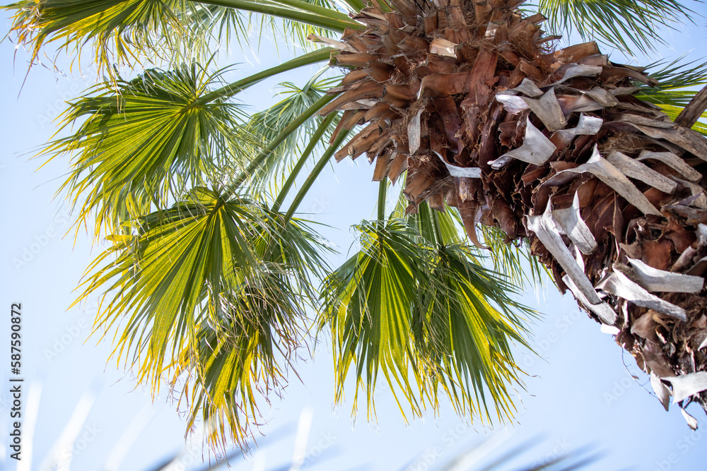 Green palm leaves against the blue sky, tropical paradise background.