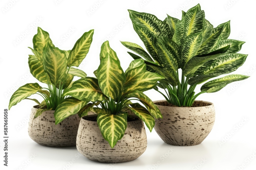 Illustration of three potted plants with green and white leaves. Generative AI