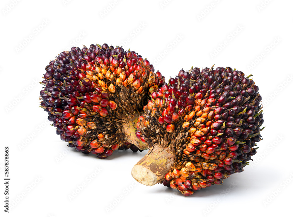 Two large fresh palm oil bunch isolated on white background. Clipping path.